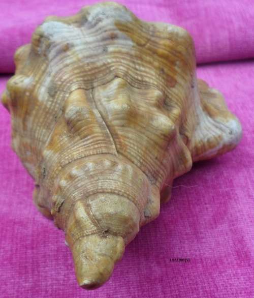 Conch Sea shell  Weight 200g Length 19cm Condition as per photos
