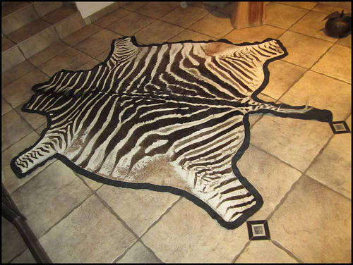 Zebra Skin Tanned with Black Underfelt