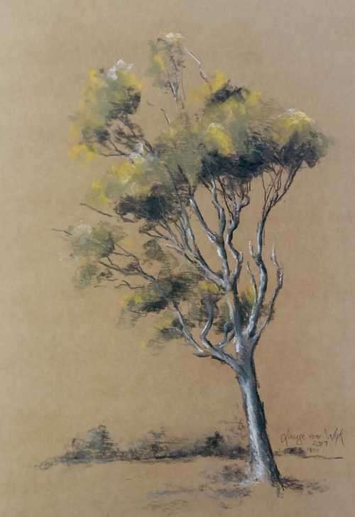 Bluegum Tree