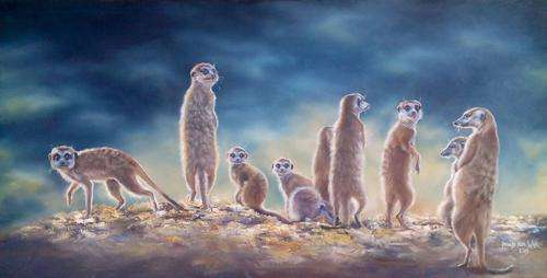Meerkats