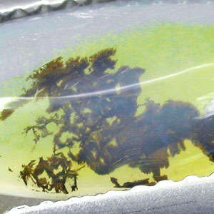 2.9 CT. NATURAL BLACK MOSS HOLY YELLOW FIRE OPAL