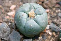 Peyote cactus 2.3cm with 2 buds.