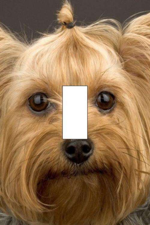 Dog Light Switch Cover Plate