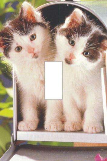 Cat Light switch cover plate