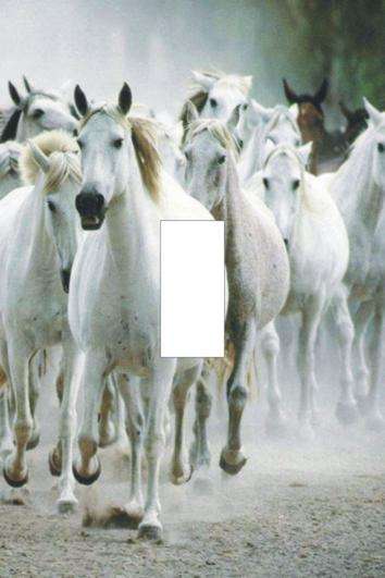 Horses Light switch cover plate
