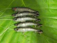 Ratting Shrimp Prawn Fishing Lures