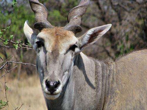 Dikhololo, 7 nights, 19- 26 Decemeber 2014. Studio sleeps 4