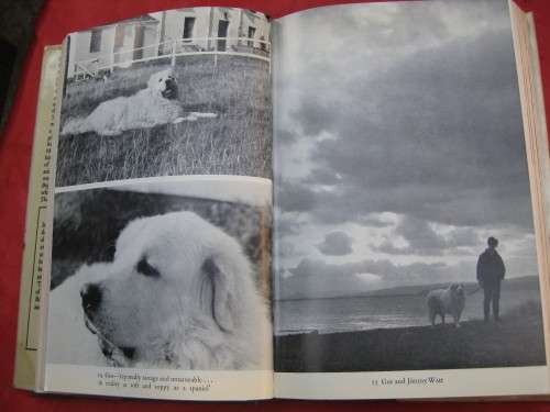 `Raven Seek Thy Brother`  Hard cover  Gavin Maxwell