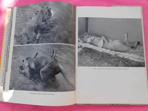 1960.  `Born Free` A Lioness of Two Worlds.  Joy Adamson.   Hard cover.