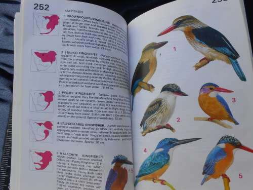 `Newman`s Birds of Southern Africa`  The Green Edition.  Sappi.  Soft cover.