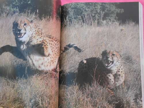 `The Cheetahs of de Wildt`  Ann van Dyk`s story of the struggle to save the Cheetah.  Soft cover.