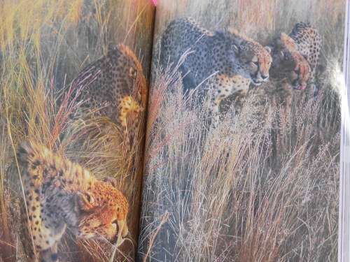 `The Cheetahs of de Wildt`  Ann van Dyk`s story of the struggle to save the Cheetah.  Soft cover.