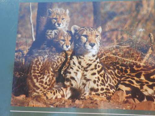 `The Cheetahs of de Wildt`  Ann van Dyk`s story of the struggle to save the Cheetah.  Soft cover.