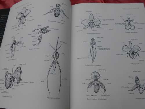`Letts Guide to Orchids of the World`  Hard cover.