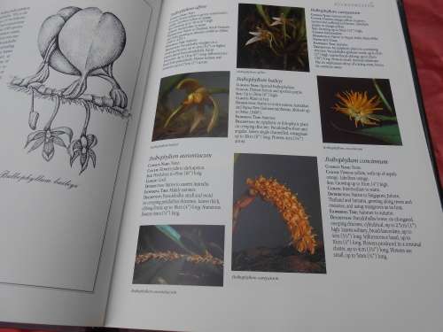 `Letts Guide to Orchids of the World`  Hard cover.