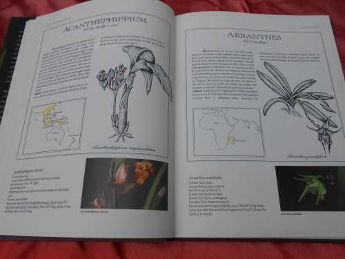 `Letts Guide to Orchids of the World`  Hard cover.