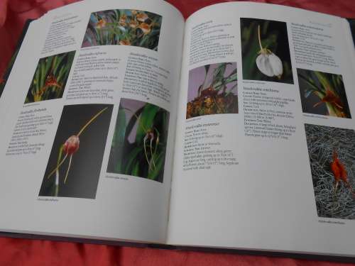 `Letts Guide to Orchids of the World`  Hard cover.