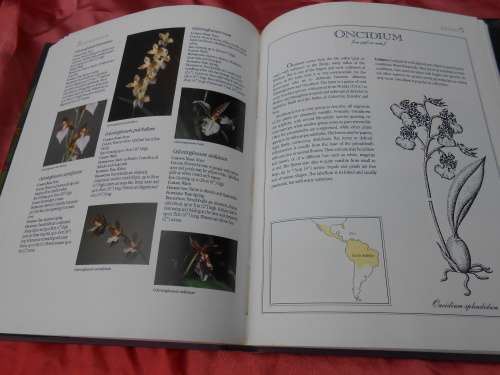`Letts Guide to Orchids of the World`  Hard cover.
