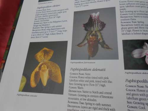 `Letts Guide to Orchids of the World`  Hard cover.