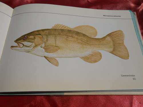 `Visse van Transvaal`  Pieter le Roux en Louis Steyn.  Afrikaans.  Hard cover.