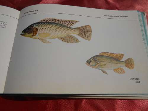 `Visse van Transvaal`  Pieter le Roux en Louis Steyn.  Afrikaans.  Hard cover.