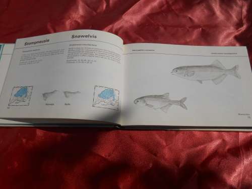 `Visse van Transvaal`  Pieter le Roux en Louis Steyn.  Afrikaans.  Hard cover.