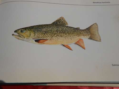 `Visse van Transvaal`  Pieter le Roux en Louis Steyn.  Afrikaans.  Hard cover.