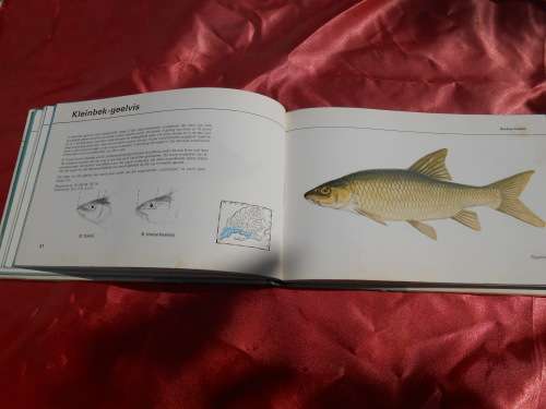 `Visse van Transvaal`  Pieter le Roux en Louis Steyn.  Afrikaans.  Hard cover.