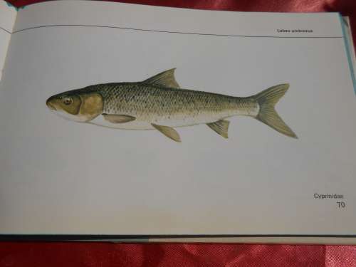 `Visse van Transvaal`  Pieter le Roux en Louis Steyn.  Afrikaans.  Hard cover.