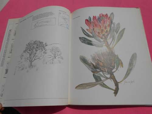`Trees & Shrubs of the Witwatersrand`  Magaliesberg & Pilanesberg.  Hard cover.