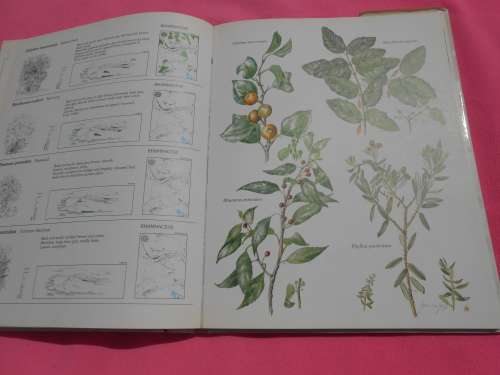 `Trees & Shrubs of the Witwatersrand`  Magaliesberg & Pilanesberg.  Hard cover.