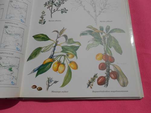 `Trees & Shrubs of the Witwatersrand`  Magaliesberg & Pilanesberg.  Hard cover.