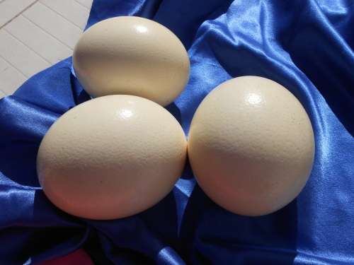 Ostrich egg shells.