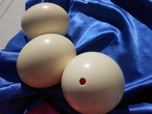 Ostrich egg shells.