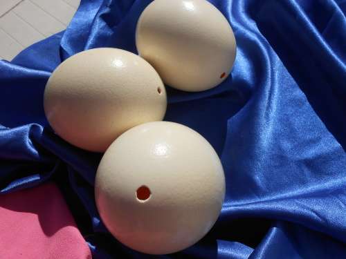 Ostrich egg shells.