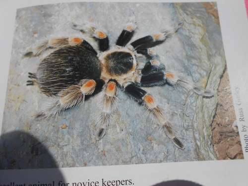 `Tarantulas & Scorpions in Captivity`  Russ Gurley.  Soft cover.