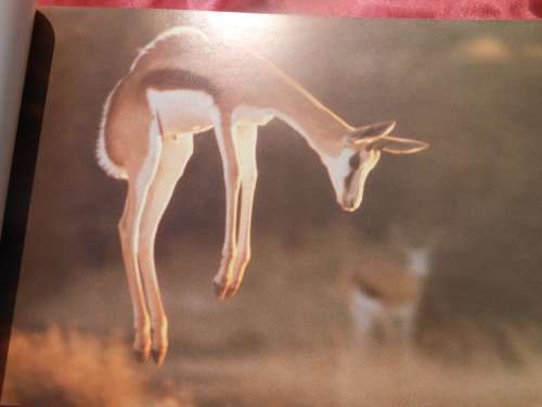 `Kalahari Safari`  Jill Sneesby & Barrie Wilkins.  Soft cover.