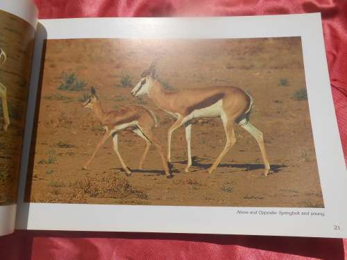 `Kalahari Safari`  Jill Sneesby & Barrie Wilkins.  Soft cover.