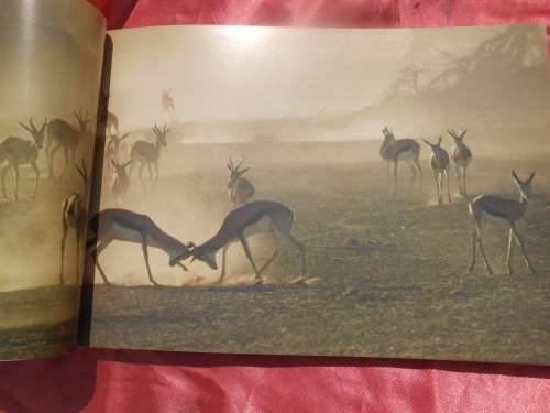 `Kalahari Safari`  Jill Sneesby & Barrie Wilkins.  Soft cover.