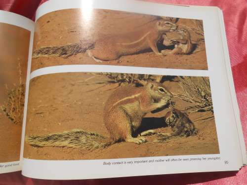 `Kalahari Safari`  Jill Sneesby & Barrie Wilkins.  Soft cover.