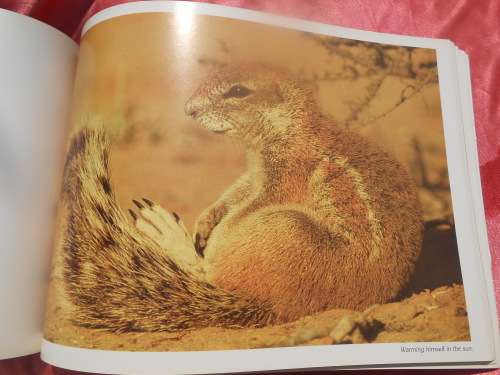 `Kalahari Safari`  Jill Sneesby & Barrie Wilkins.  Soft cover.