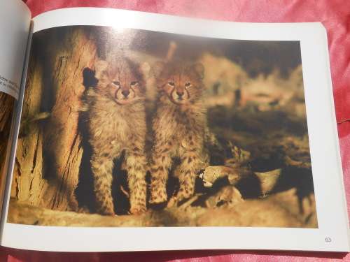 `Kalahari Safari`  Jill Sneesby & Barrie Wilkins.  Soft cover.