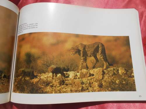 `Kalahari Safari`  Jill Sneesby & Barrie Wilkins.  Soft cover.