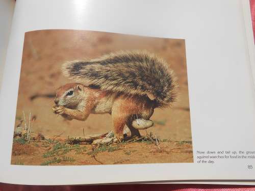 `Kalahari Safari`  Jill Sneesby & Barrie Wilkins.  Soft cover.