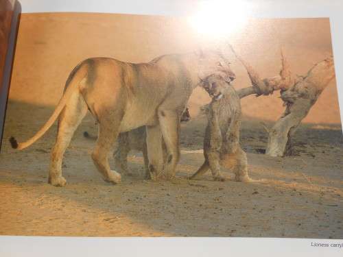 `Kalahari Safari`  Jill Sneesby & Barrie Wilkins.  Soft cover.