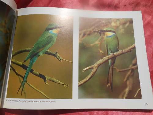 `Kalahari Safari`  Jill Sneesby & Barrie Wilkins.  Soft cover.