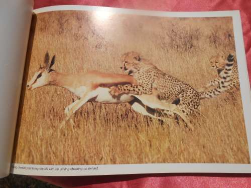 `Kalahari Safari`  Jill Sneesby & Barrie Wilkins.  Soft cover.