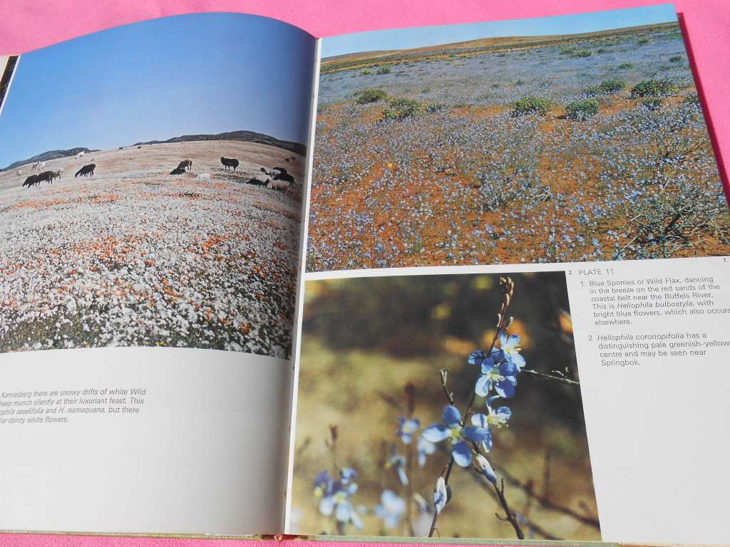 `Namaqualand in Flower`  Sima Eliovson.  Hard cover.