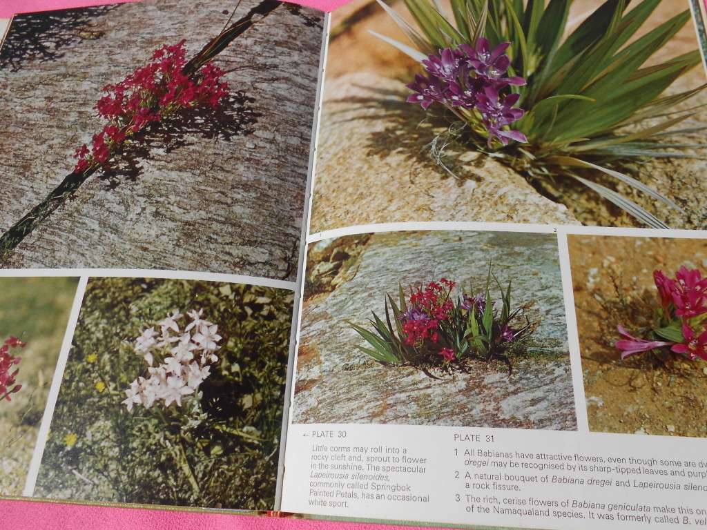 `Namaqualand in Flower`  Sima Eliovson.  Hard cover.