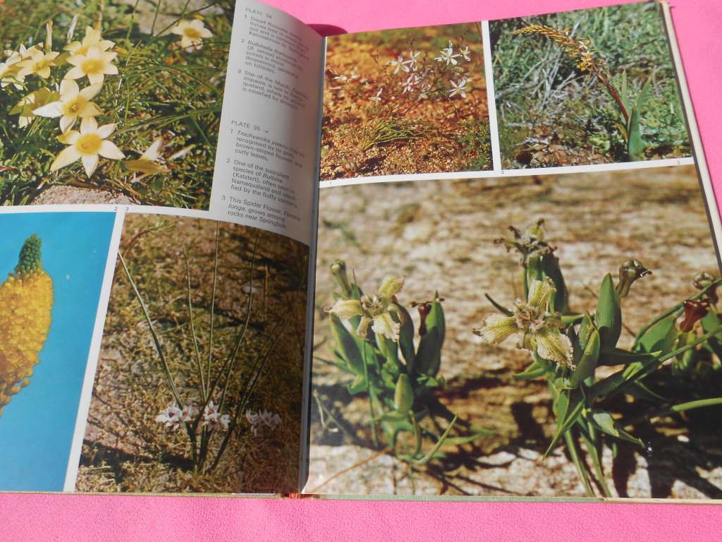 `Namaqualand in Flower`  Sima Eliovson.  Hard cover.